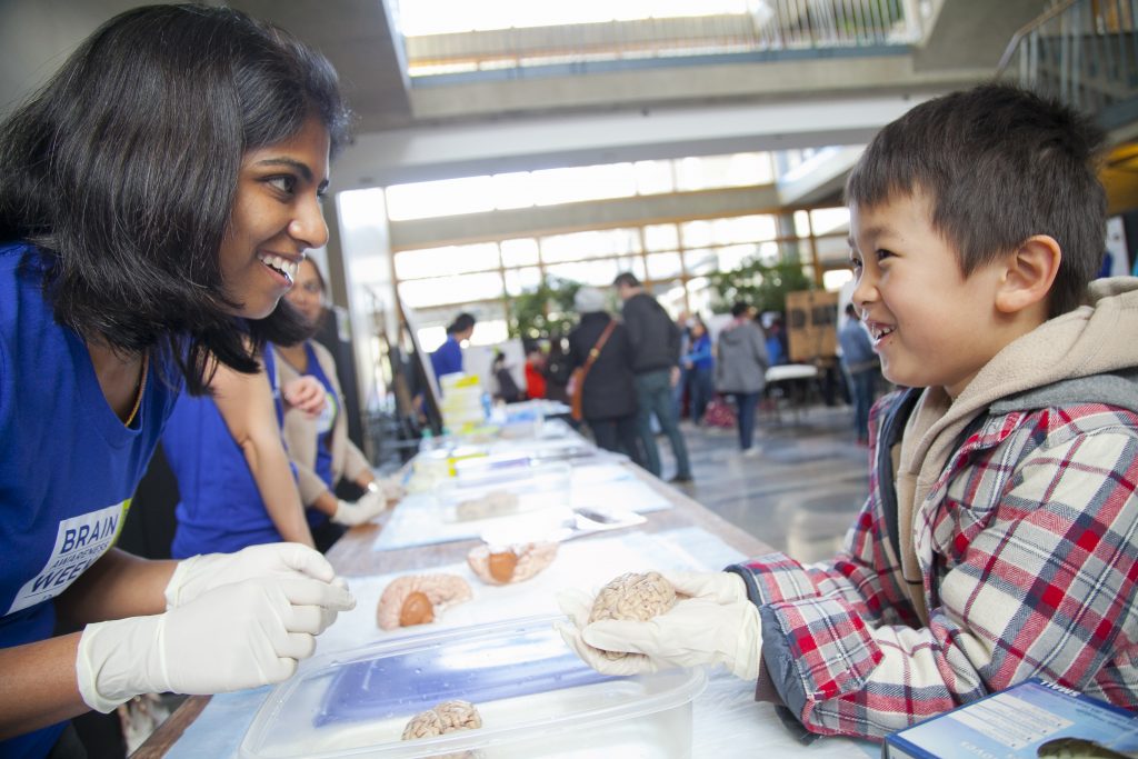 A Duke student shows a child a model of the human brain during a Brain Awareness Week Open House event.